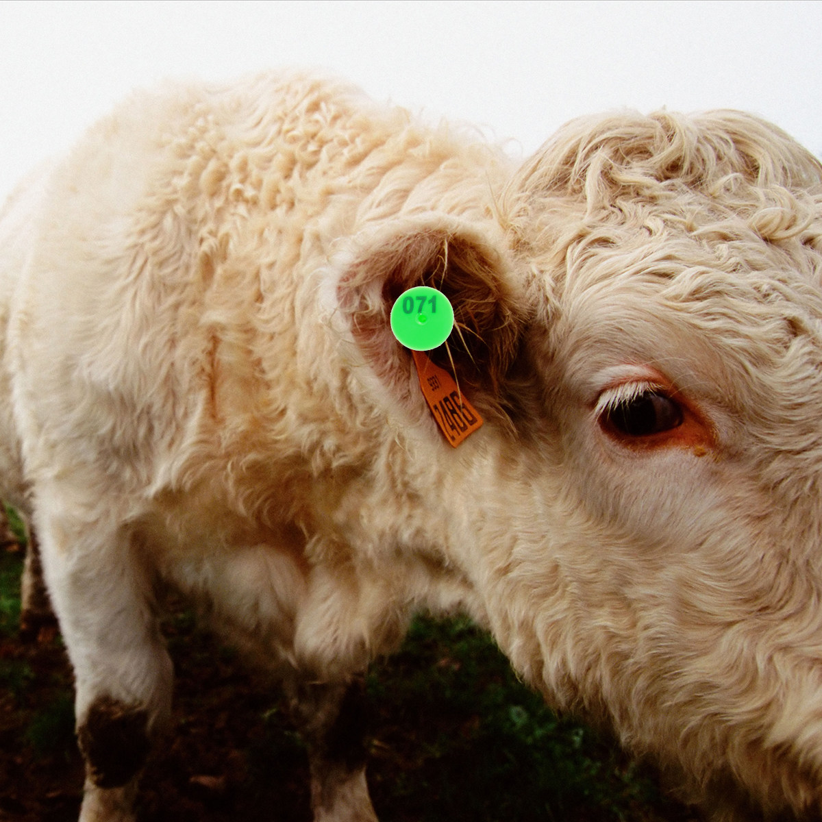 100Pcs Plastic Livestock Ear T - Livestock Ear Tag 评论和价格